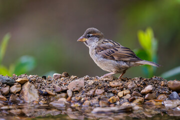 Haussperling (Passer domesticus) Jugendkleid
