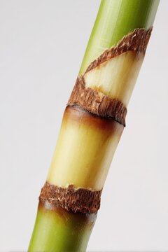 Single sugar cane stalk on pure white background, high-key studio product photograph