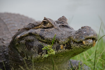 Fototapeta premium crocodile resting on a grass next to a lake