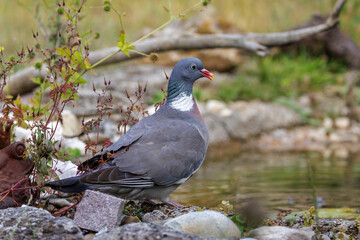 Fototapeta premium Ringeltaube (Columba palumbus)