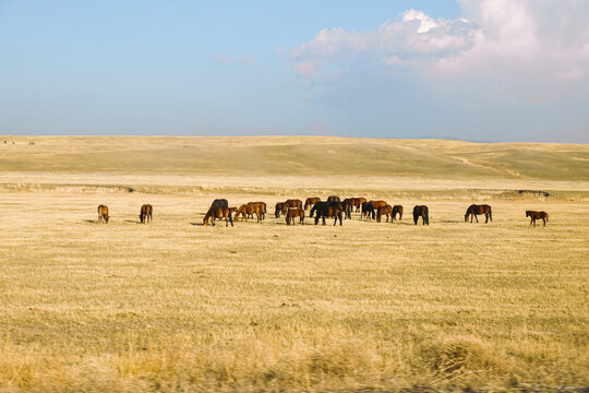 Herd of horses grazing on vast grassland under blue sky