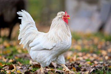 White rooster with a red comb walking through autumn leaves on a farm. Healthy poultry foraging outdoors in natural daylight, showcasing its beautiful feathers and vibrant colors.