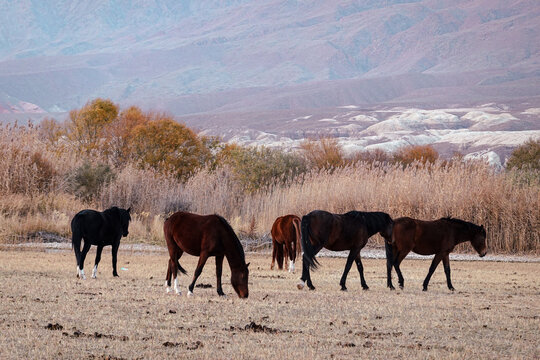 Herd of horses grazing on vast grassland