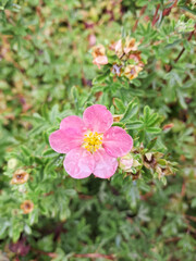 Obraz premium Close-up of a delicate pink wild flower with water droplets, growing in natural green foliage. Fresh botanical macro image suitable for nature, spring, ecology and floral concepts.
