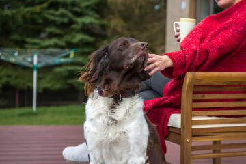 The setter dog sitting next to his owner on the outdoor