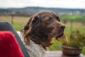 The setter dog sitting on the outdoor
