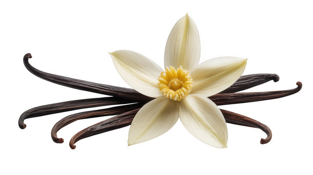 Vanilla flower and beans white isolated on a transparent background