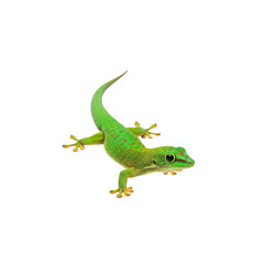 Fototapeta premium A small green chameleon pet with a macro eye and long tail is a wild reptile animal isolated as a closeup wildlife dragon on a white background