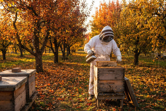 Professional Beekeeper in Protective White Suit Using Smoker on Beehive in Autumn Orchard