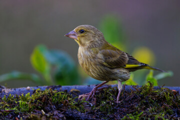 Gr&uuml;nfink (Carduelis chloris)