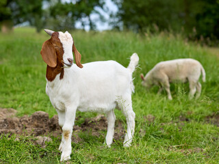 Obraz premium A young white and brown goat with small horns stands prominently in a vibrant green pasture, with another animal grazing peacefully in the background under a bright sky.