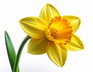 Obraz premium A single bright yellow daffodil flower with a green stem and leaf against a white background.