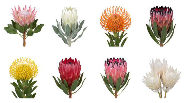 Protea and pincushion flower set including king, queen, and leucospermum varieties isolated. Botanical floral collection for wedding and event decor.