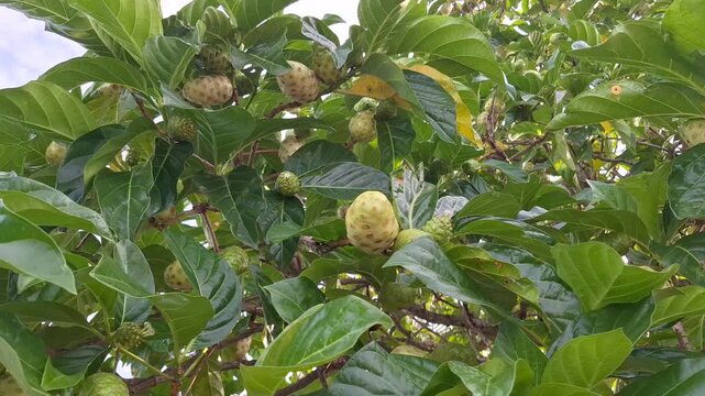 Ripe noni fruit Morinda citrifolia hanging on tree branch with green leaves, tropical medicinal fruit in organic garden, herbal wellness and superfood concept in agricultural plantation, botanical nat