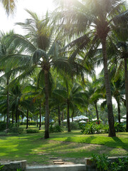 Obraz premium palm trees in the garden