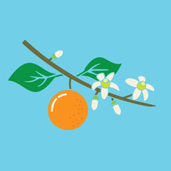 Branch with Orange blossoms and fruit on sky blue background vector illustration