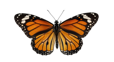 Fototapeta premium Monarch butterfly PNG isolated on transparent background, orange and black wings with white spots, beautiful insect for design projects