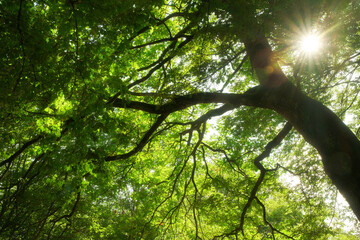 Fototapete bei efototapeten.de bestellen   