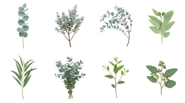 Eucalyptus leaves set including various silver dollar, baby blue, and willow species branches isolated. Botanical greenery and floral arrangement elements.