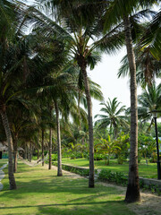 Obraz premium palm trees in the garden