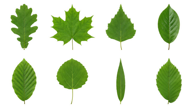 Green tree leaf collection including oak, maple, birch, beech, aspen, willow, and elm species isolated. Botanical foliage and nature design elements.