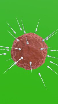 3D Animation of Human sperm on green background. Full HD. 4K