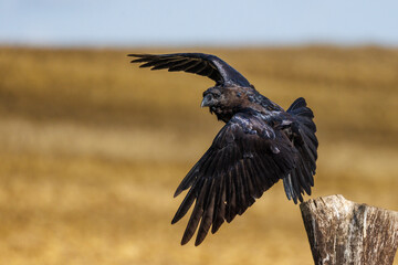 Obraz premium Kolkrabe (Corvus corax)