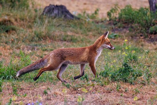 Rotfuchs (Vulpes vulpes)