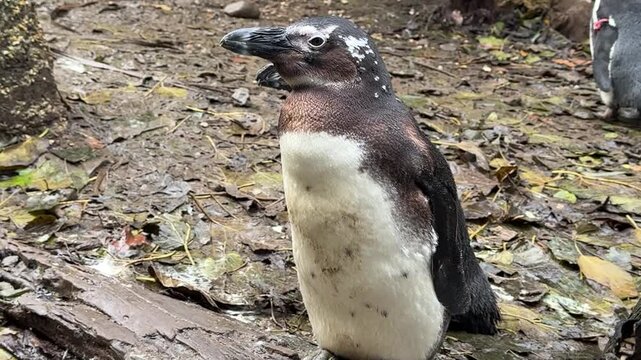 Pinguino africano che guarda immobile