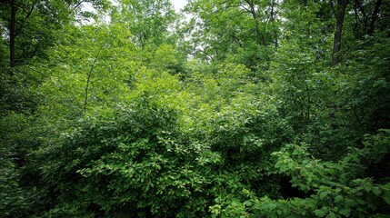 Fototapeta premium Dense green bushes creating a natural forest barrier