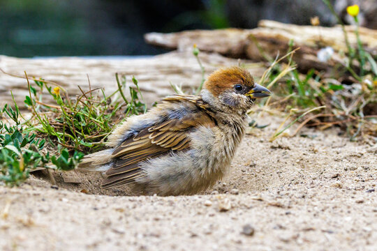 Feldsperling (Passer montanus)
