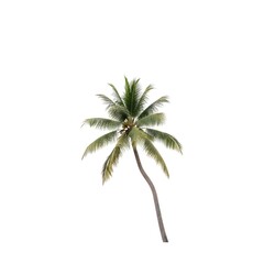 Obraz premium Palm tree isolated on a white background, representing tropical nature and summer themes.