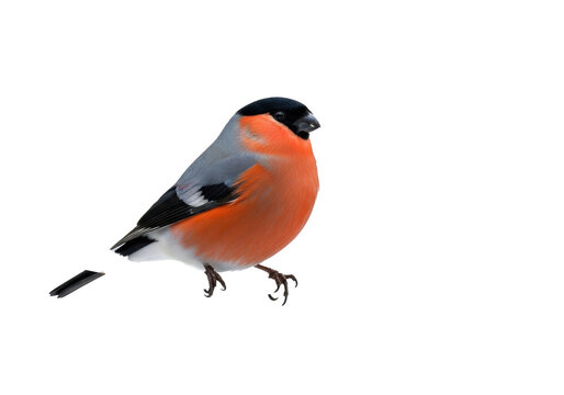 Vibrant male bullfinch (pyrrhula pyrrhula) with reddish-orange breast perched calmly on a slender, snow-dusted branch against a solid transparent background. Serene winter wildlife concept