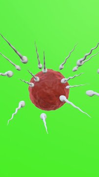 3D Animation of Human sperm on green background. Full HD. 4K
