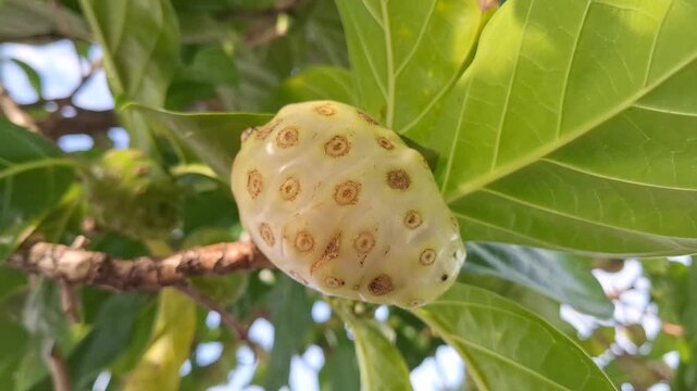 Closeup of ripe noni fruit Morinda citrifolia hanging on tree branch with green leaves, tropical medicinal fruit in organic garden, herbal wellness and superfood concept in agricultural plantation