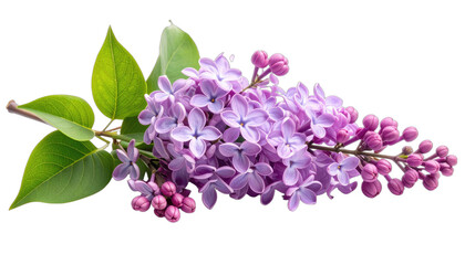 A delicate branch of light purple lilac flowers with vibrant green leaves against a solid black background.