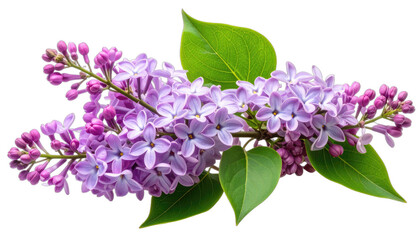 A vibrant cluster of lilac blossoms and bright green leaves against a stark black background.