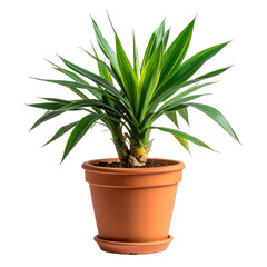 A vibrant variegated Dracaena or similar tropical houseplant in a terracotta pot against a black background.