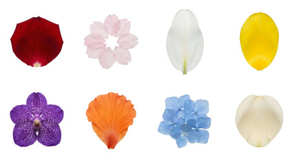 Obraz premium Flower petal set including rose, orchid, hydrangea, and tulip varieties isolated. Floral botany and nature collection.