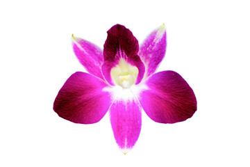 Fototapeta premium orchid isolated on white background