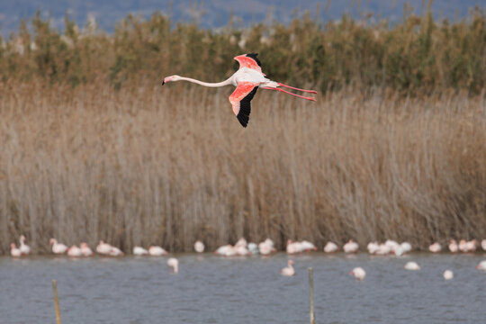 Flamenco com&uacute;n en vuelo sobre el denso carrizal dorado del parque natural el Hondo, Elche, Espa&ntilde;a