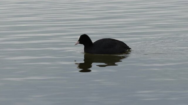 Focha com&uacute;n Fulica atra nadando con rapidez y generando reflejos en la superficie del agua, Elche, Espa&ntilde;a