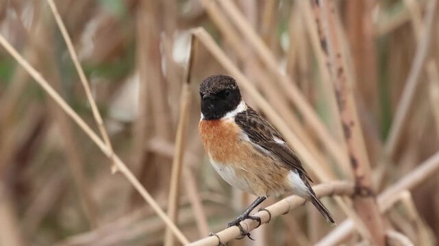 Tarabilla com&uacute;n saxicola rubicola posada en una rama en el ecosistema natural, Elche, Espa&ntilde;a