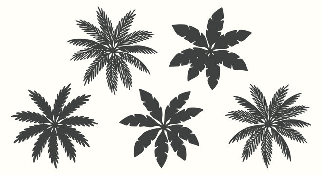Palm tree top view icons in a vintage hand drawn engraving and sketch style. A vector collection of tropical plant silhouettes for landscape design, summer travel maps, and beach branding.