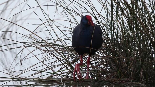 Calam&oacute;n com&uacute;n porphyrio porphyrio pelando tallo de junco en el parque natural el Hondo, Elche, Espa&ntilde;a
