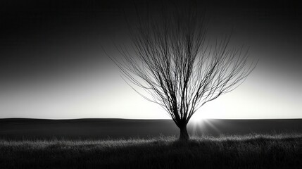 Silhouette of a solitary dead tree against a vast empty field at sunrise with radiating sunlight