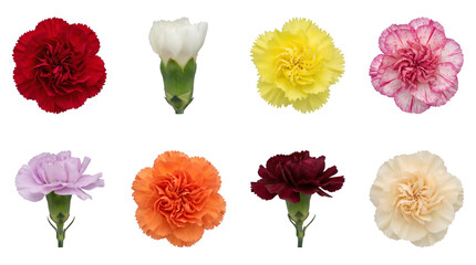 Carnation flower set including red, white, yellow, pink, purple, orange, burgundy, and cream varieties isolated. Floral collection for wedding and Mother Day designs.