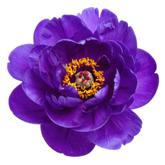 A vibrant, deep purple peony flower glows against a stark black background.