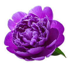 Vibrant purple peony flower blooming against a stark black background.