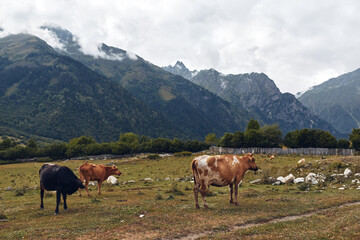 Obraz premium Cows graze in a wide pasture beneath rugged mountains, a tranquil rural landscape with a grassy meadow, scattered trees, and a cloudy sky creating a peaceful countryside scene.